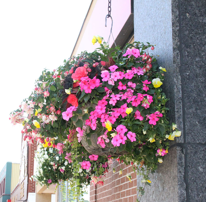 Antigonish flower basket