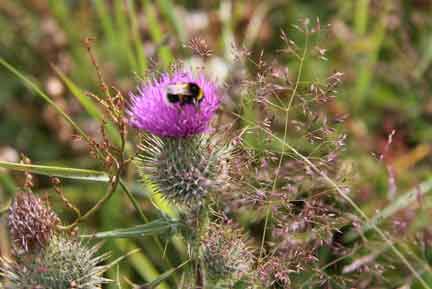 Thistle & bee