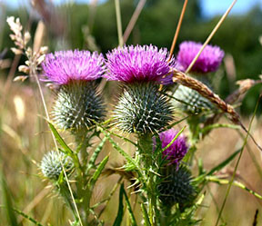 National Flower of Scotland